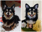 Dog~Customize Wool-Felt